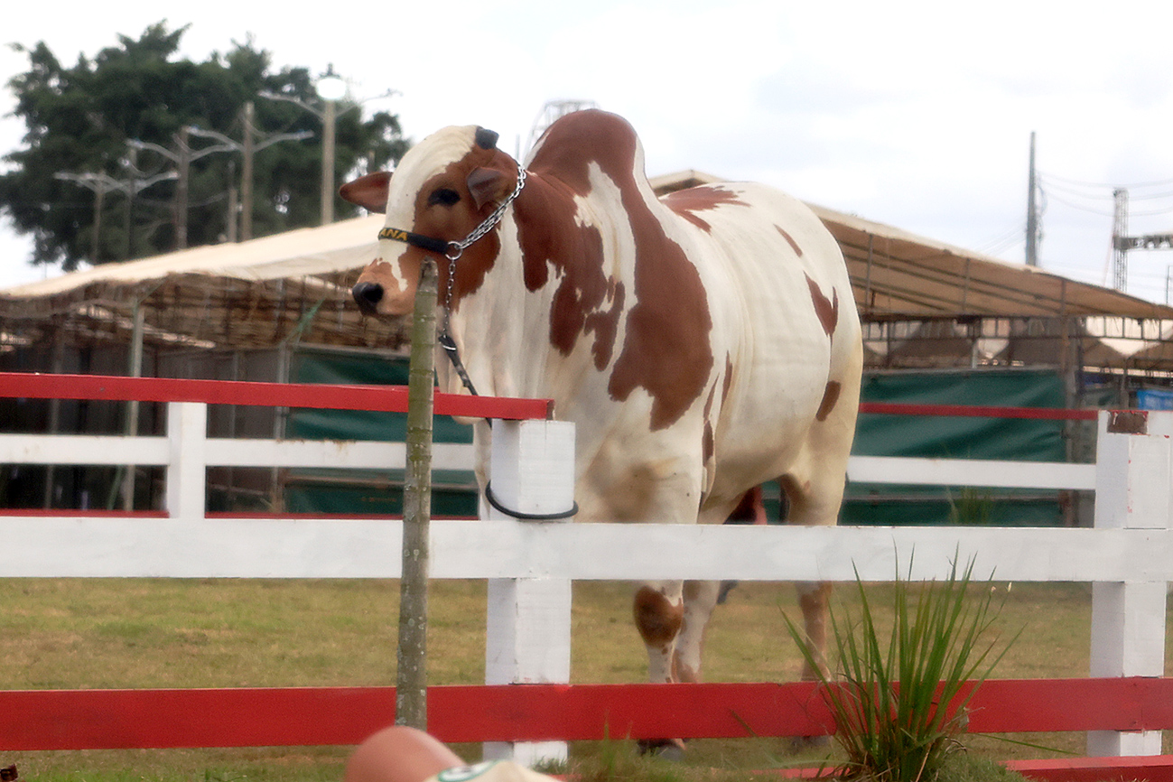 Foto: Reprodução/Prefeitura de Feira de Santana - BA